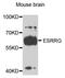 Estrogen-related receptor gamma antibody, MBS129108, MyBioSource, Western Blot image 