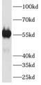 VATB1 antibody, FNab00717, FineTest, Western Blot image 