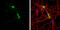 Myelin Oligodendrocyte Glycoprotein antibody, GTX106283, GeneTex, Immunofluorescence image 