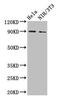 L1 Cell Adhesion Molecule antibody, CSB-PA07439A0Rb, Cusabio, Western Blot image 