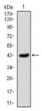 Plasminogen activator inhibitor 1 antibody, AM33172PU-N, Origene, Western Blot image 