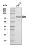 Lactoperoxidase antibody, A01483-2, Boster Biological Technology, Western Blot image 