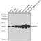 Malate dehydrogenase, mitochondrial antibody, GTX55700, GeneTex, Western Blot image 