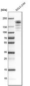 Histone-lysine N-methyltransferase EHMT2 antibody, HPA050550, Atlas Antibodies, Western Blot image 