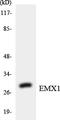 Homeobox protein EMX1 antibody, LS-C291927, Lifespan Biosciences, Western Blot image 