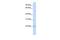 SAYSVFN Motif Domain Containing 1 antibody, GTX46296, GeneTex, Western Blot image 