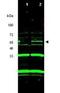 Inhibitor of growth protein 3 antibody, orb86623, Biorbyt, Western Blot image 