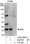 BCL2 Associated Agonist Of Cell Death antibody, A302-384A, Bethyl Labs, Immunoprecipitation image 