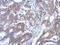 Ras Association Domain Family Member 4 antibody, NBP2-20090, Novus Biologicals, Immunohistochemistry frozen image 