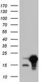 Sorting Nexin 12 antibody, CF804754, Origene, Western Blot image 