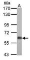 Glutamate Decarboxylase 2 antibody, TA308785, Origene, Western Blot image 