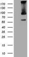 E3 ubiquitin-protein ligase TRIM56 antibody, MA5-27066, Invitrogen Antibodies, Western Blot image 