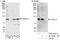 PHD finger protein 21A antibody, A303-603A, Bethyl Labs, Western Blot image 