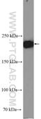 ITGB4 antibody, 25277-1-AP, Proteintech Group, Western Blot image 