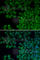 Nudix Hydrolase 6 antibody, A0260, ABclonal Technology, Immunofluorescence image 