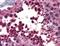 BMP Binding Endothelial Regulator antibody, NBP1-58041, Novus Biologicals, Immunohistochemistry frozen image 