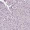 Intraflagellar Transport 52 antibody, NBP2-55756, Novus Biologicals, Immunohistochemistry paraffin image 