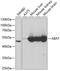 4-Aminobutyrate Aminotransferase antibody, 19-570, ProSci, Western Blot image 