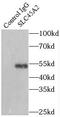 Solute Carrier Family 45 Member 2 antibody, FNab07965, FineTest, Immunoprecipitation image 