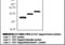 GST antibody, LS-C61925, Lifespan Biosciences, Western Blot image 