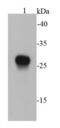 E-Tag Epitope Tag antibody, NBP2-67081, Novus Biologicals, Western Blot image 