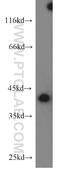 EB2 antibody, 10364-1-AP, Proteintech Group, Western Blot image 