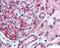 Fanconi anemia group F protein antibody, 49-354, ProSci, Immunohistochemistry frozen image 