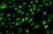 Histone-lysine N-methyltransferase SUV39H1 antibody, MA1-25505, Invitrogen Antibodies, Immunofluorescence image 