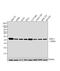Superoxide Dismutase 2 antibody, MA1-106, Invitrogen Antibodies, Western Blot image 