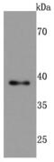 Nucleolysin TIA-1 isoform p40 antibody, A02763-1, Boster Biological Technology, Western Blot image 