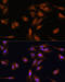 Phosphodiesterase 6D antibody, 15-713, ProSci, Immunofluorescence image 