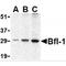 BCL2 Related Protein A1 antibody, MBS150416, MyBioSource, Western Blot image 