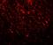 T Cell Leukemia Homeobox 2 antibody, A11164, Boster Biological Technology, Immunofluorescence image 
