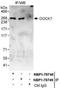 Dedicator of cytokinesis protein 7 antibody, NBP1-78749, Novus Biologicals, Western Blot image 