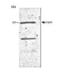 Telomerase Reverse Transcriptase antibody, MA5-16033, Invitrogen Antibodies, Western Blot image 