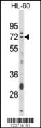 Deltex E3 Ubiquitin Ligase 4 antibody, MBS9201910, MyBioSource, Western Blot image 