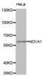 NOVA Alternative Splicing Regulator 1 antibody, abx004646, Abbexa, Western Blot image 
