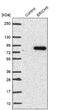 Glutamate Rich 5 antibody, NBP1-93790, Novus Biologicals, Western Blot image 
