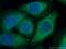 Corticosteroid-binding globulin antibody, 12010-1-AP, Proteintech Group, Immunofluorescence image 