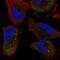 RING finger protein unkempt homolog antibody, NBP1-89595, Novus Biologicals, Immunofluorescence image 