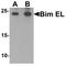 BCL2 Like 11 antibody, TA326639, Origene, Western Blot image 