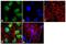 FKBP Prolyl Isomerase 5 antibody, 702260, Invitrogen Antibodies, Immunofluorescence image 