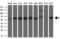 Solute Carrier Family 2 Member 6 antibody, MA5-24979, Invitrogen Antibodies, Western Blot image 