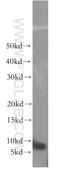 Small EDRK-Rich Factor 2 antibody, 11691-1-AP, Proteintech Group, Western Blot image 