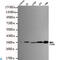 PCNA antibody, LS-C813074, Lifespan Biosciences, Western Blot image 