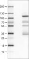 DNA-binding protein SATB2 antibody, NBP2-52916, Novus Biologicals, Western Blot image 