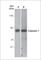 Caspase 1 antibody, CM4891, ECM Biosciences, Western Blot image 