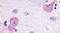 Opsin-3 antibody, PA5-34039, Invitrogen Antibodies, Immunohistochemistry frozen image 