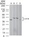5-Hydroxytryptamine Receptor 7 antibody, NB100-56352, Novus Biologicals, Western Blot image 