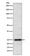 Neurogenin-2 antibody, M10153, Boster Biological Technology, Western Blot image 